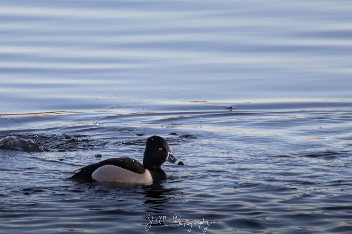 Ring-necked Duck - ML617593875