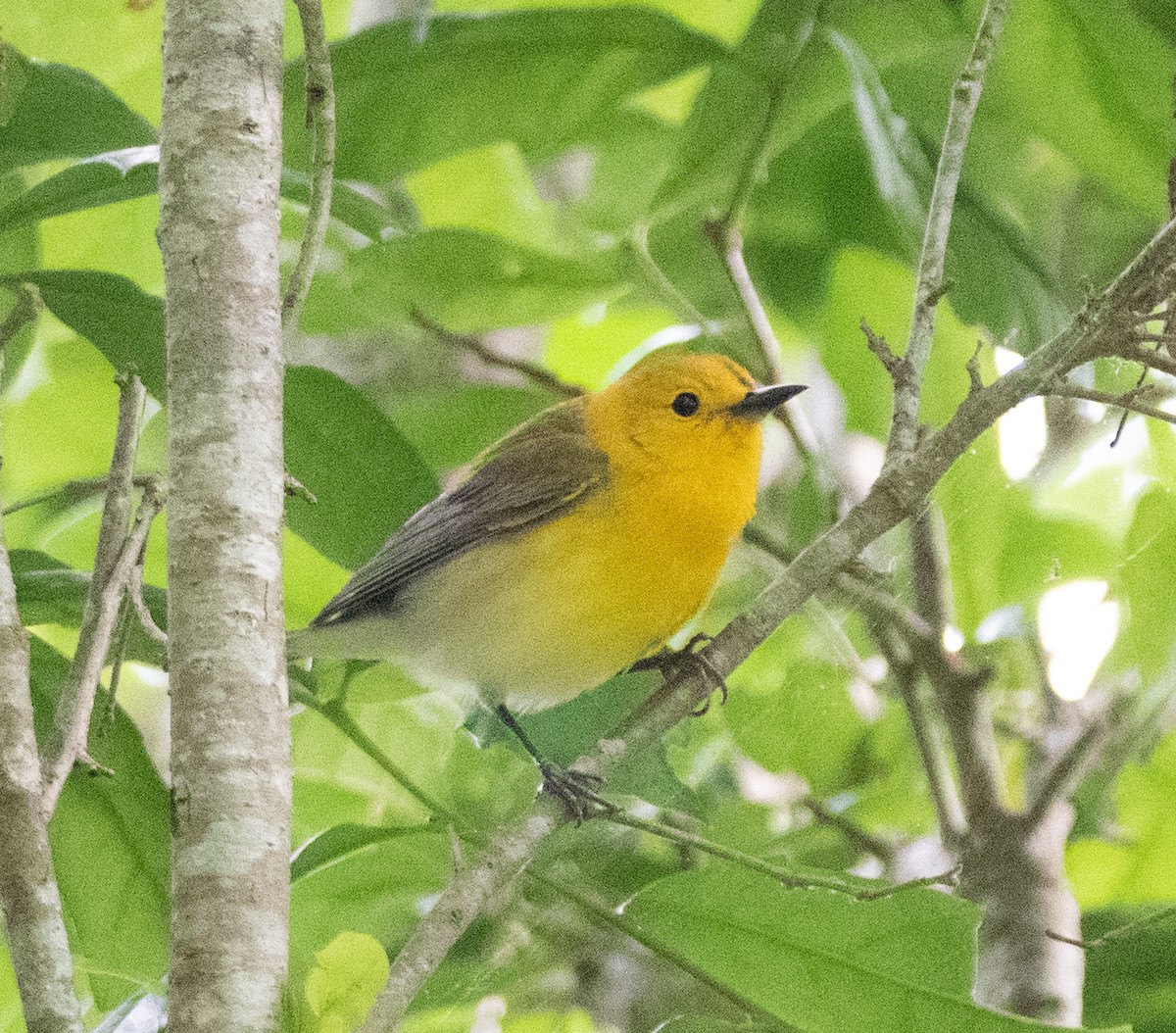 Prothonotary Warbler - ML617593876