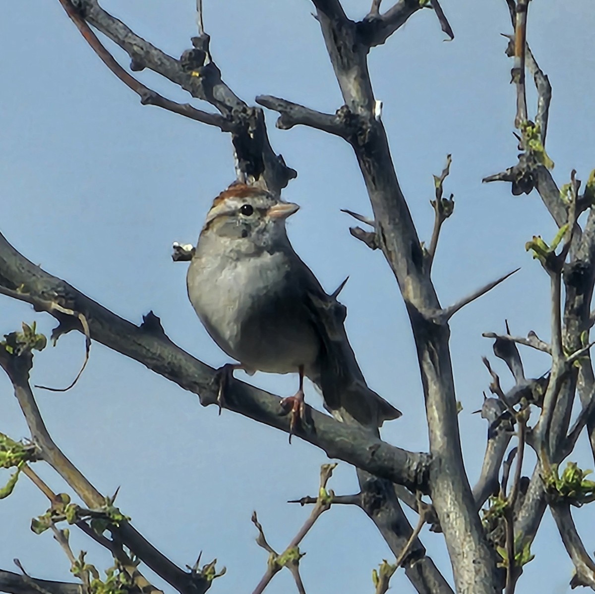 Chipping Sparrow - ML617593884