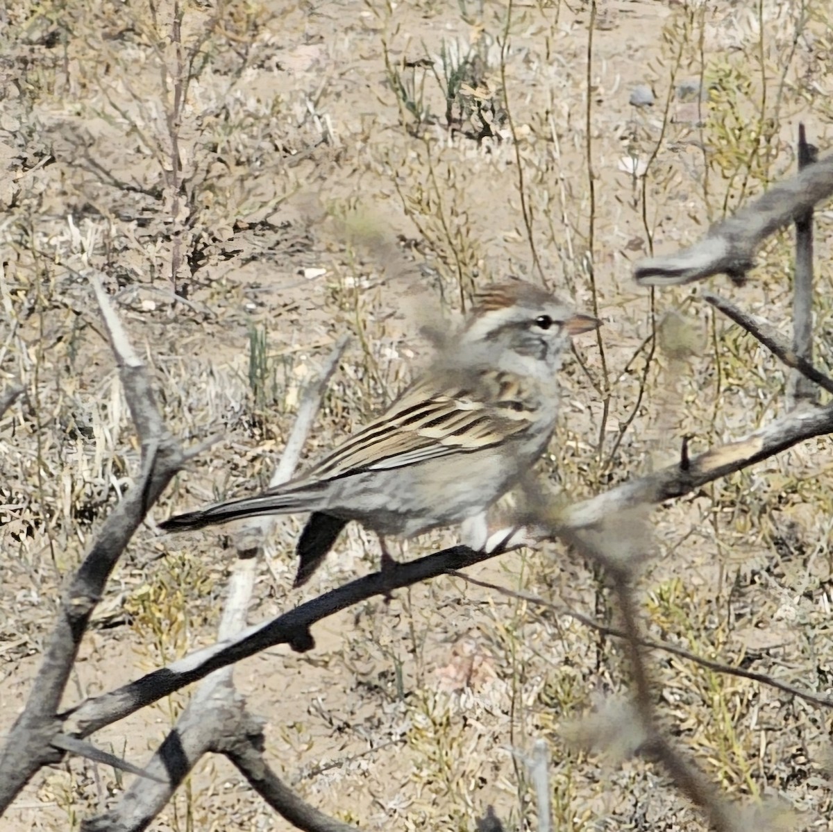 Chipping Sparrow - ML617593885
