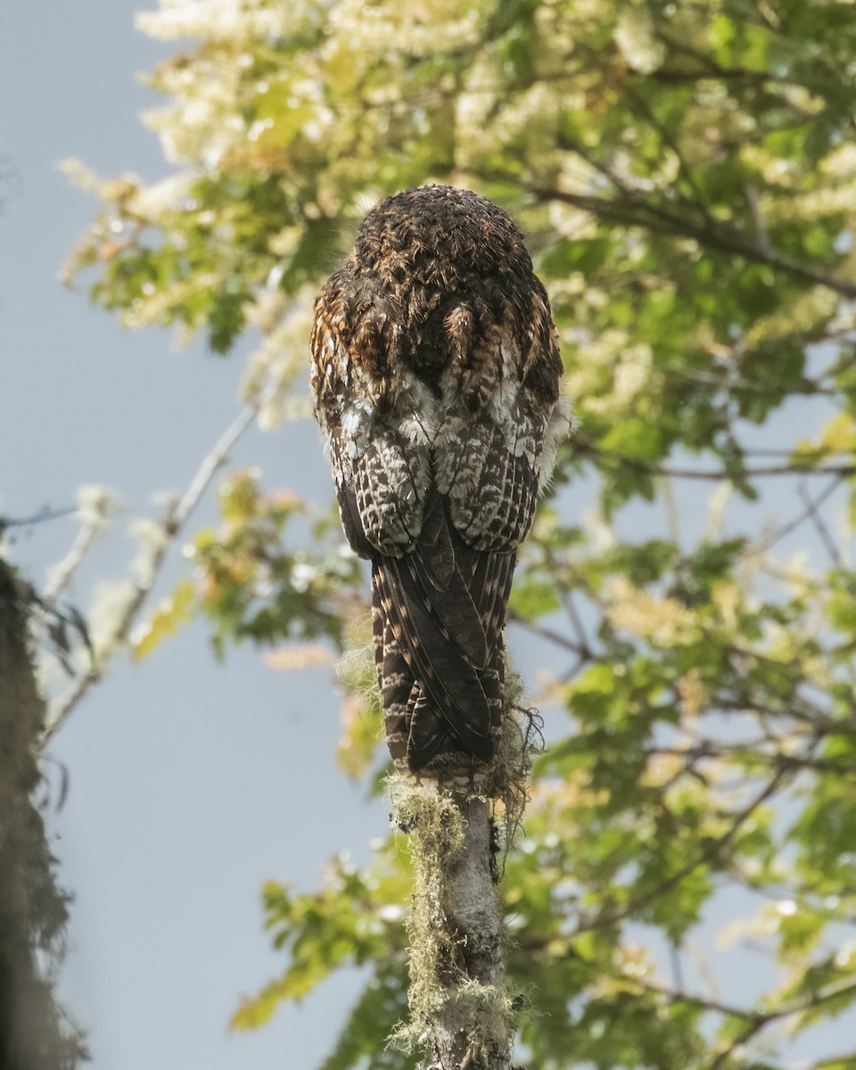 Andean Potoo - ML617593920