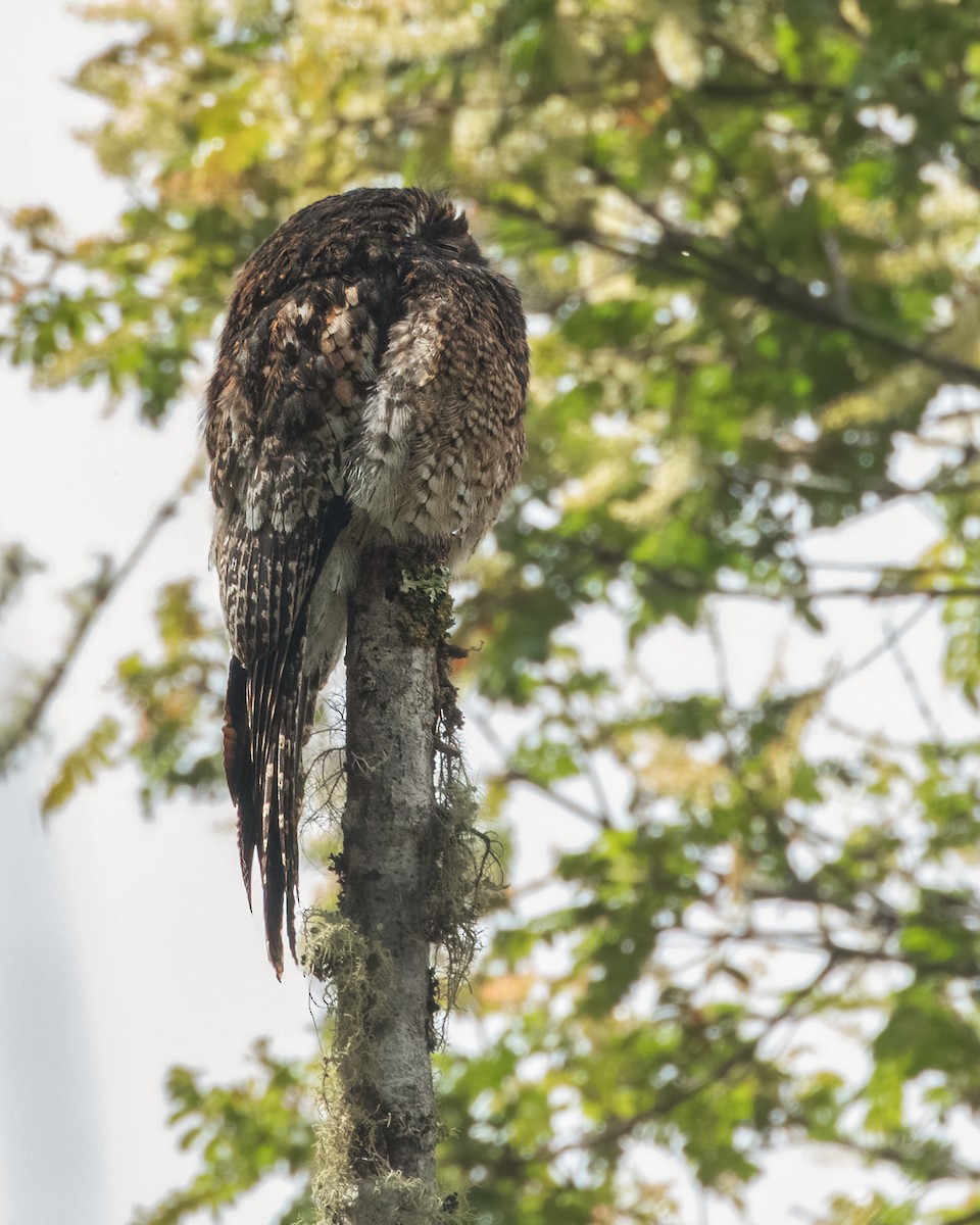 Andean Potoo - ML617593921