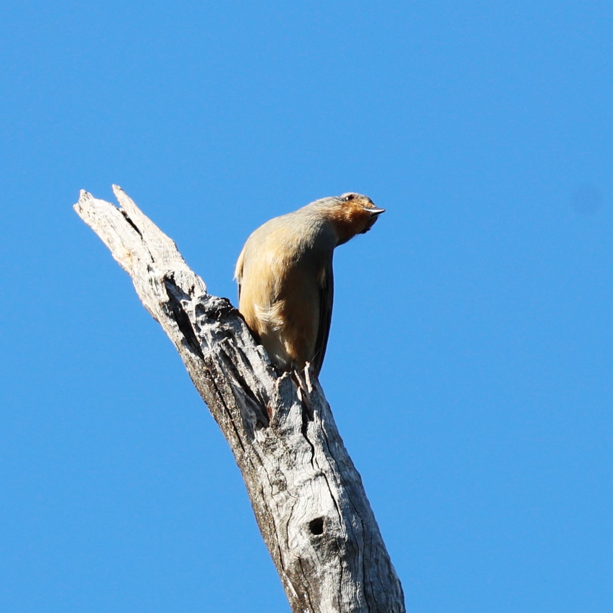 Red-lored Whistler - ML617594001