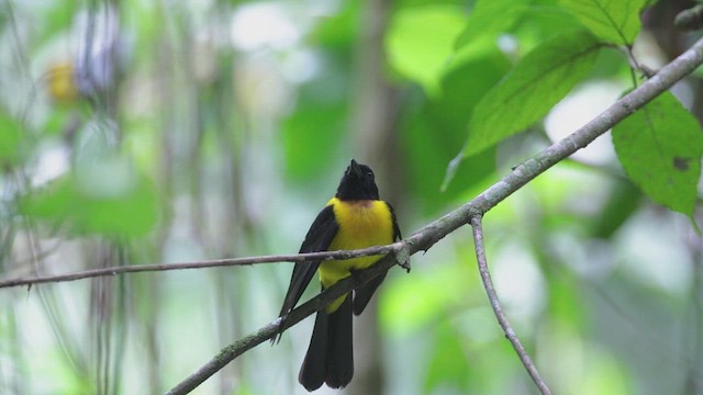 Black-throated Shrike-Tanager - ML617594061
