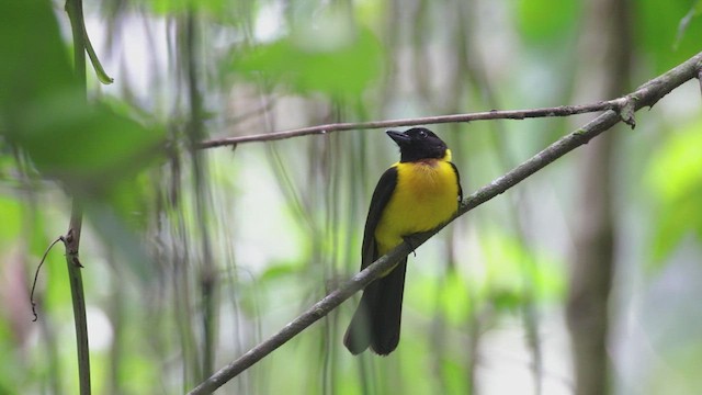 Black-throated Shrike-Tanager - ML617594079