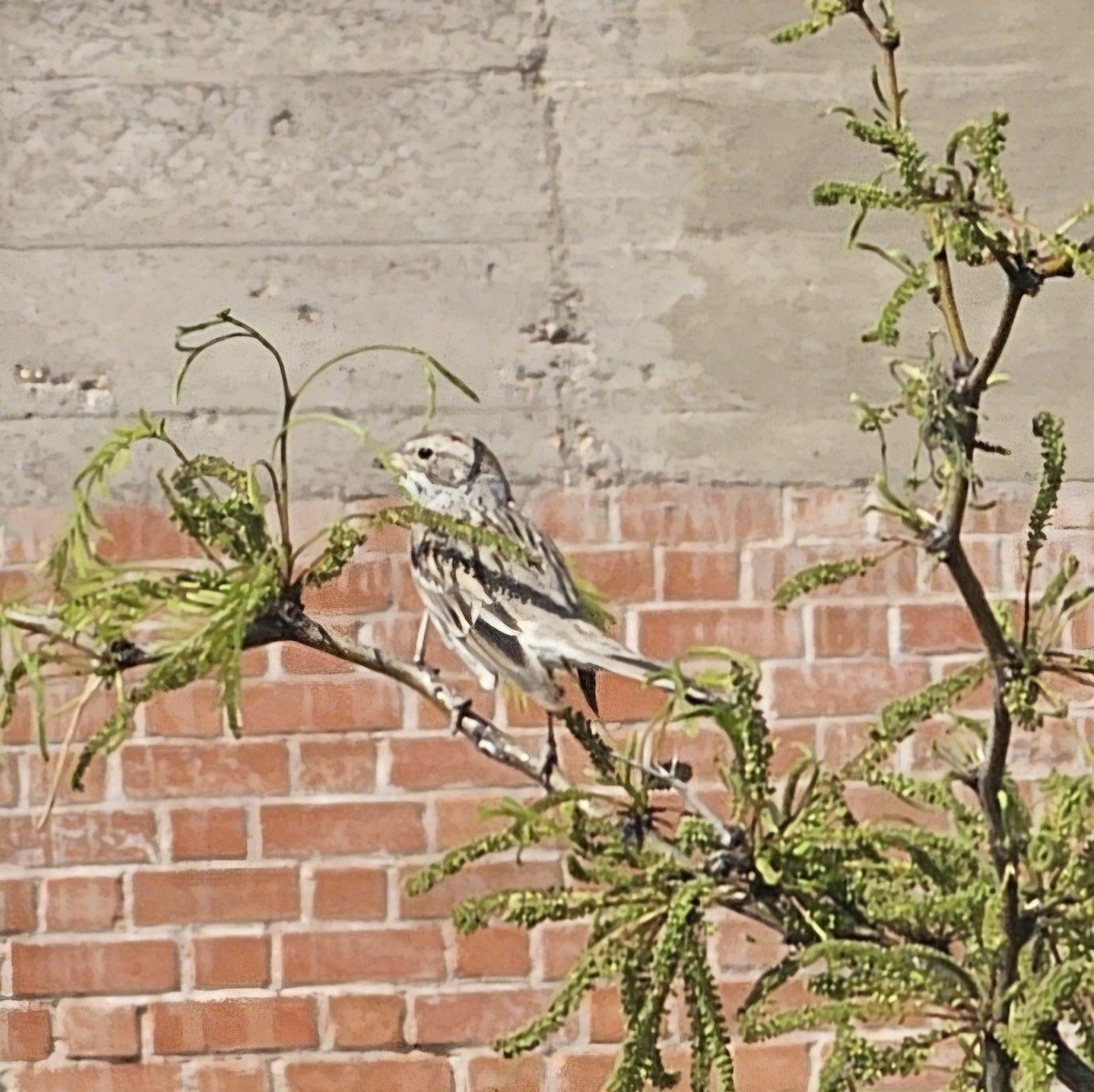 Brewer's Sparrow - ML617594140