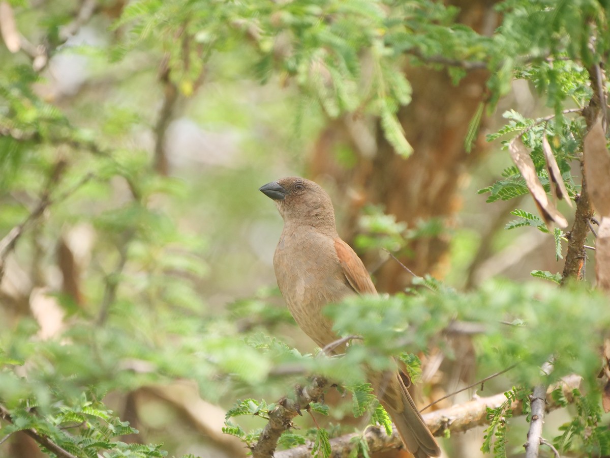 Parrot-billed Sparrow - ML617594143