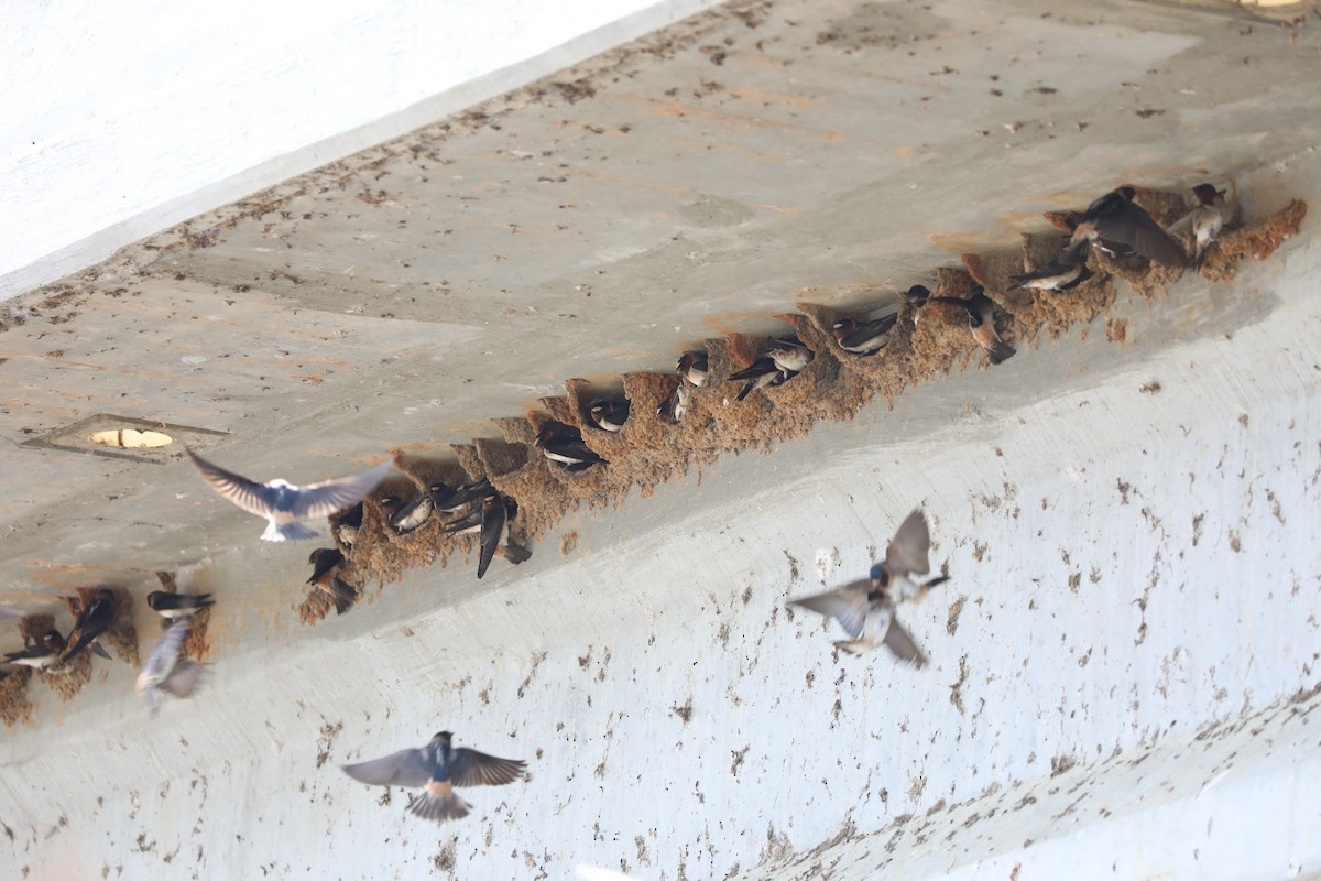 Cliff Swallow - ML617594178