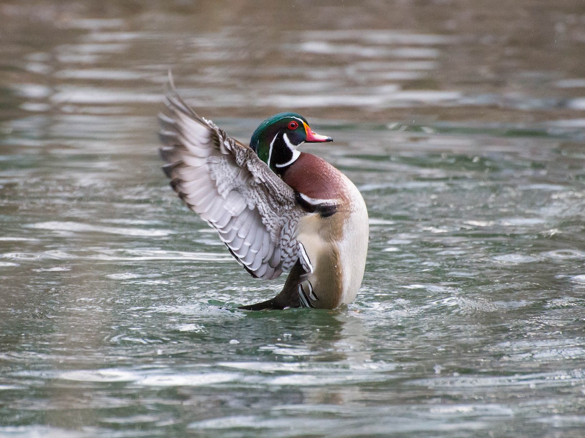 Wood Duck - ML617594196