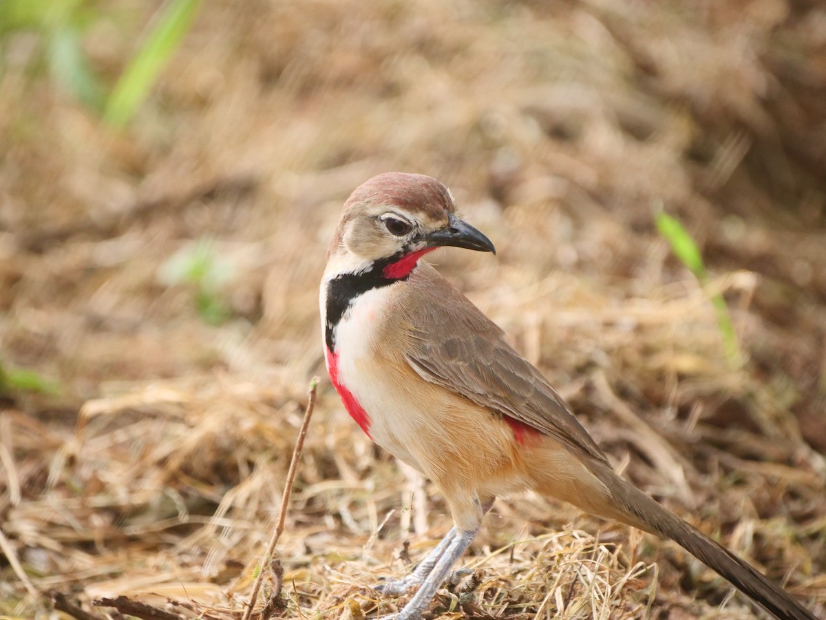 Rosy-patched Bushshrike - ML617594219