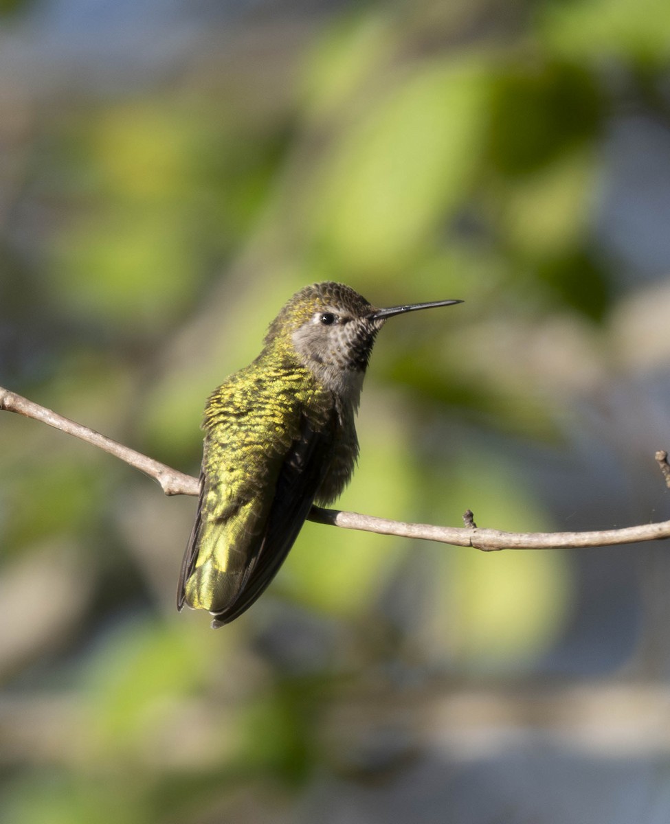 Anna's Hummingbird - ML617594259
