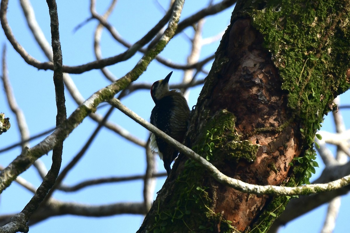 Black-cheeked Woodpecker - Julia Flesaker