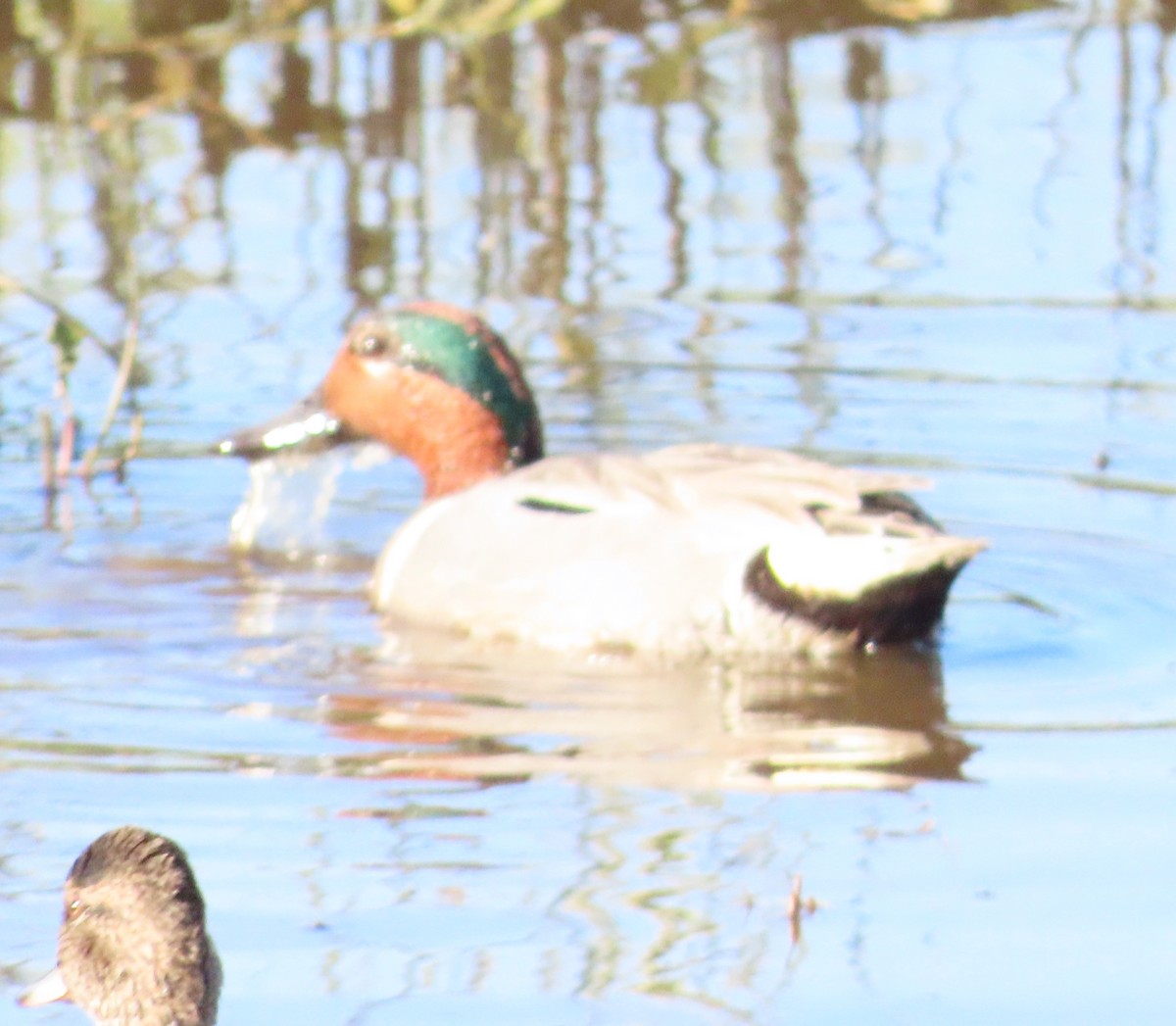 Green-winged Teal - ML617594286