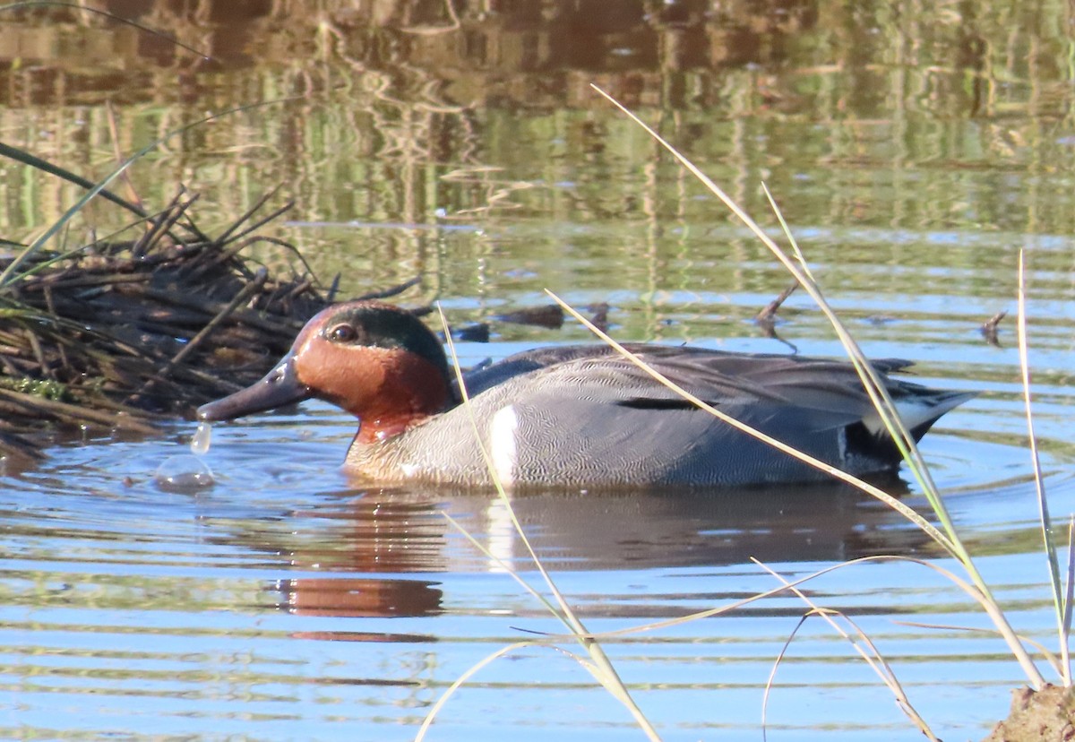 Green-winged Teal - ML617594288