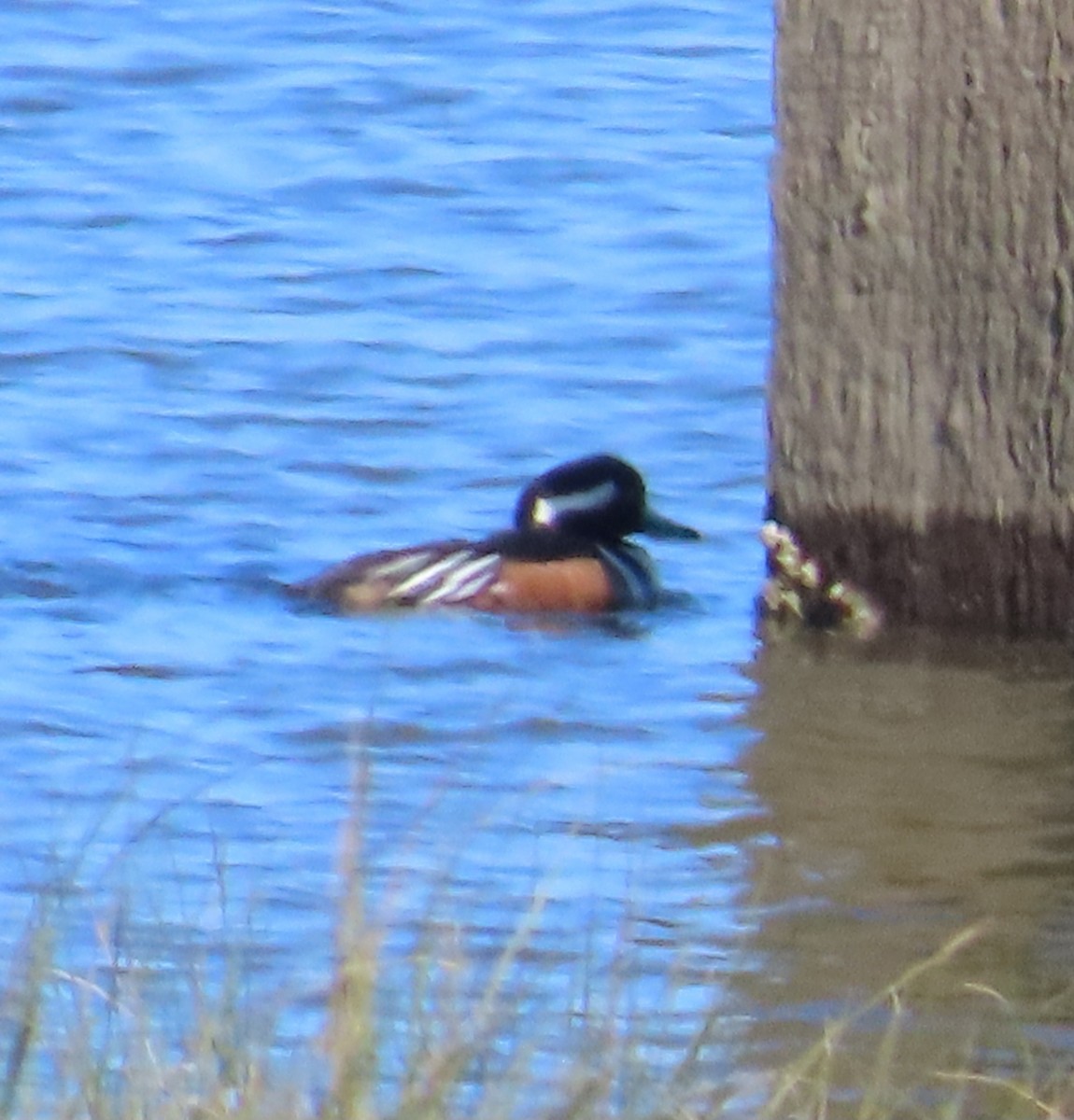 Hooded Merganser - Anonymous