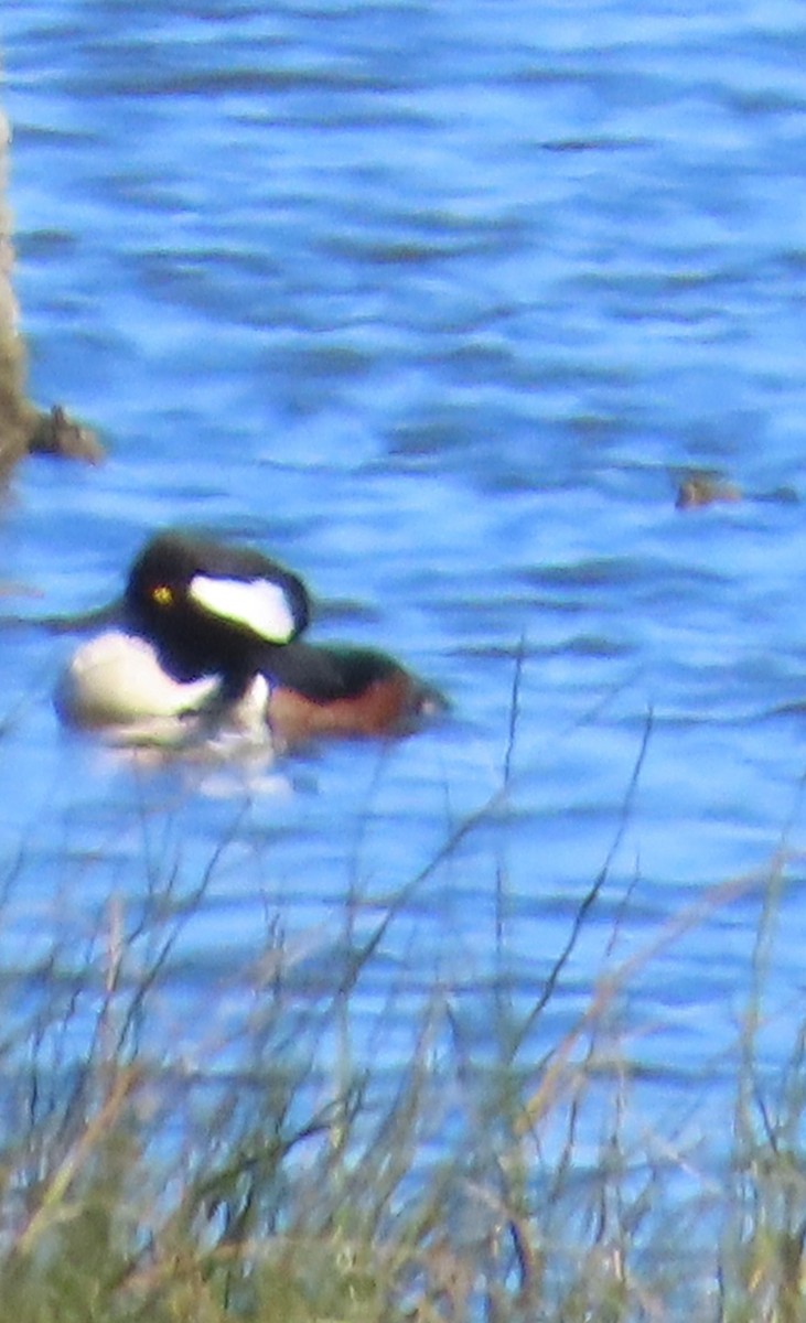 Hooded Merganser - ML617594355