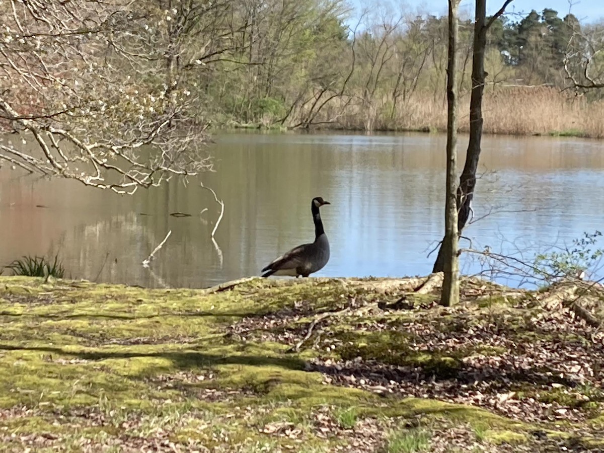 Canada Goose - ML617594375