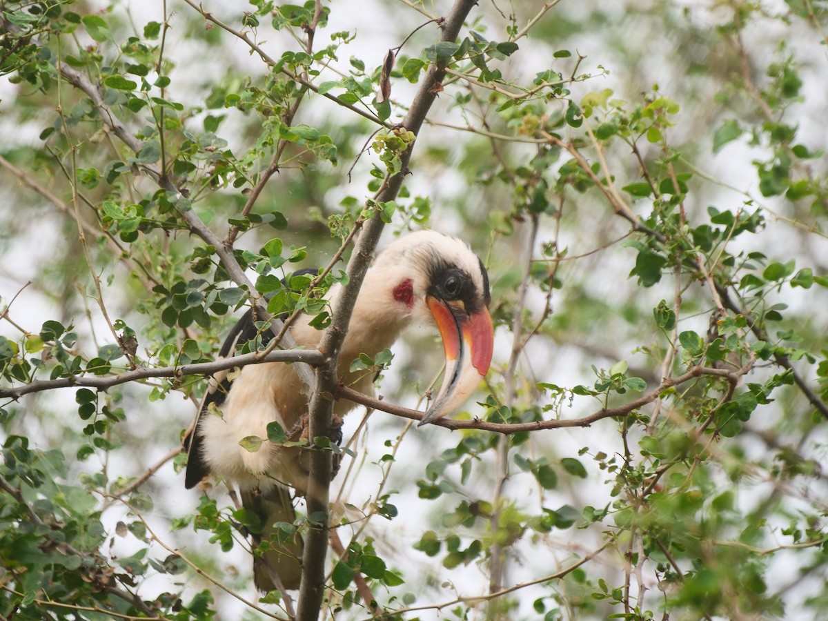 Von der Decken's Hornbill - ML617594401