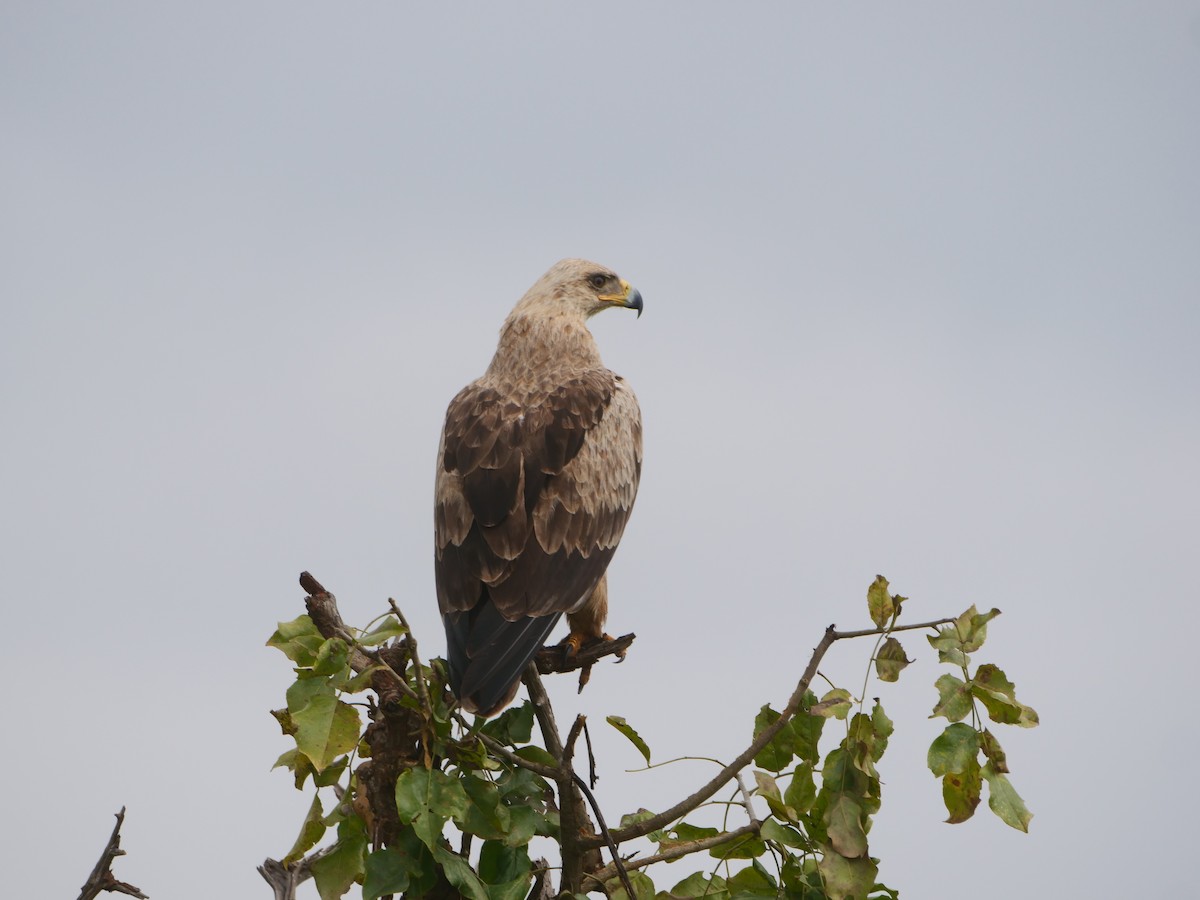 Tawny Eagle - ML617594424