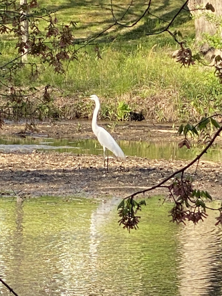 Great Egret - ML617594434