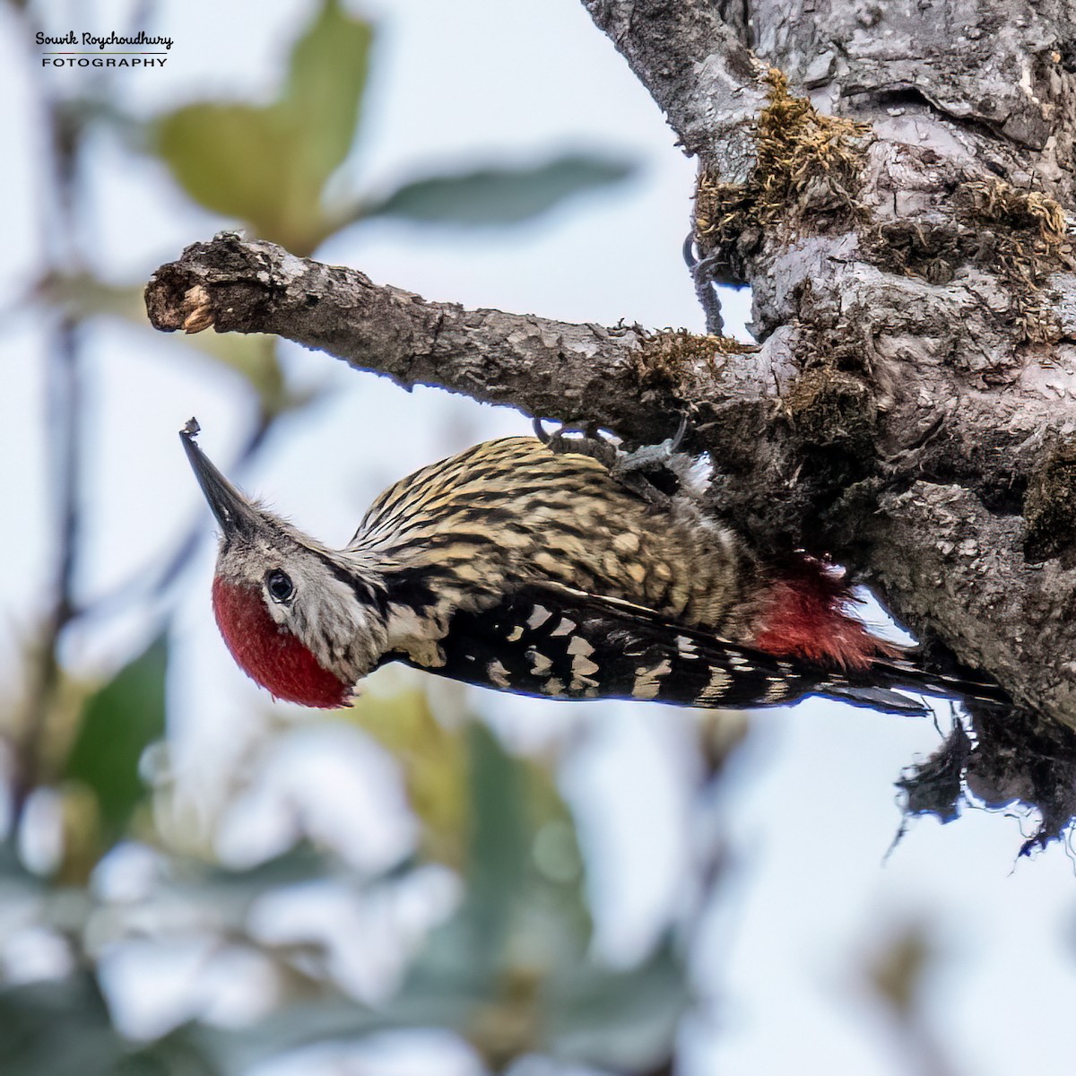 Stripe-breasted Woodpecker - Souvik Roychoudhury