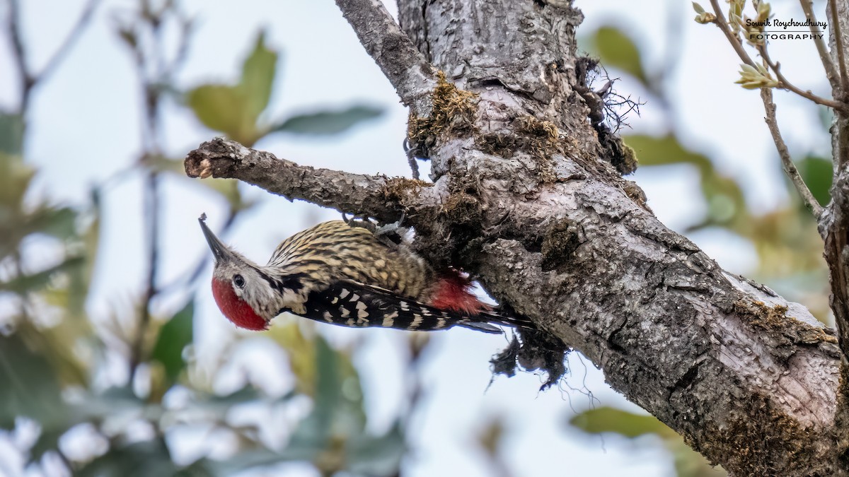 Stripe-breasted Woodpecker - Souvik Roychoudhury