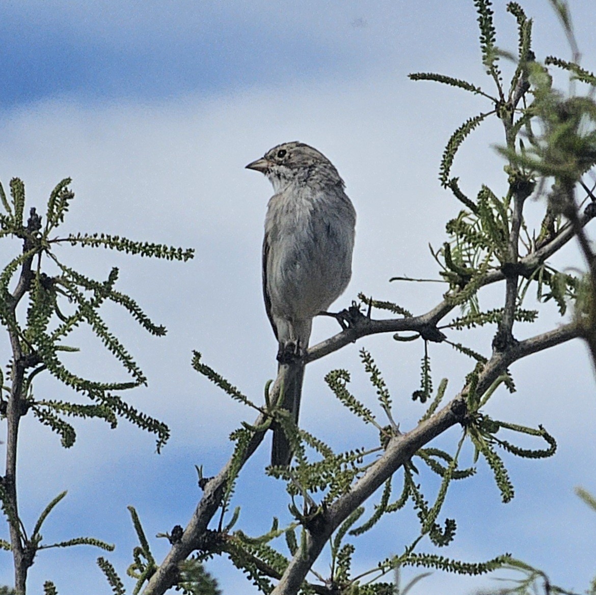 Brewer's Sparrow - ML617594497