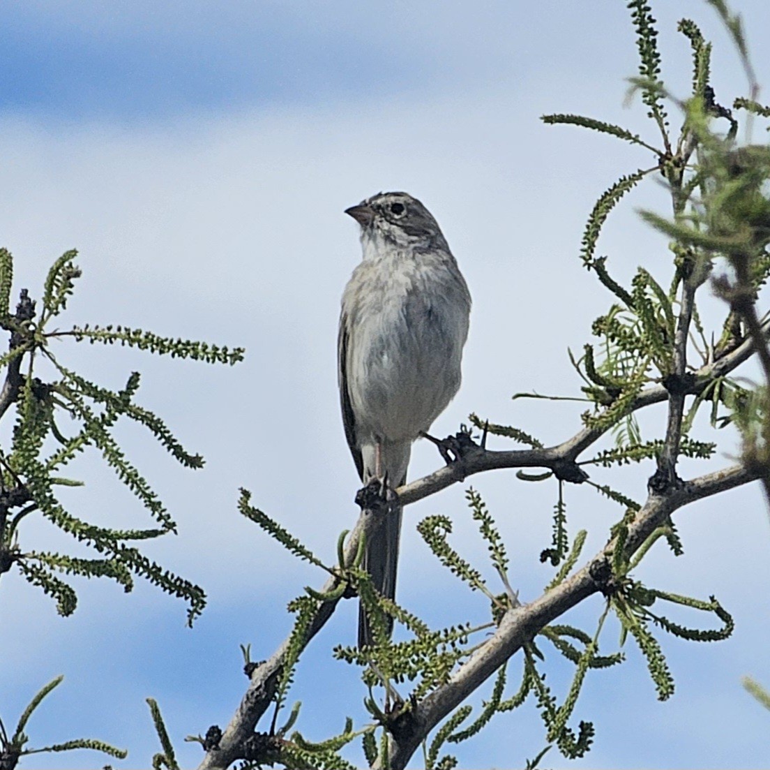 Brewer's Sparrow - ML617594498