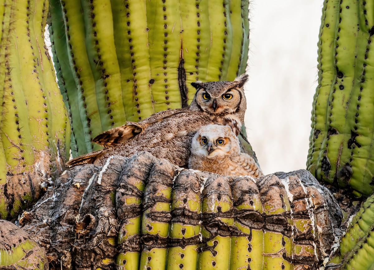 Great Horned Owl - Leah Turner