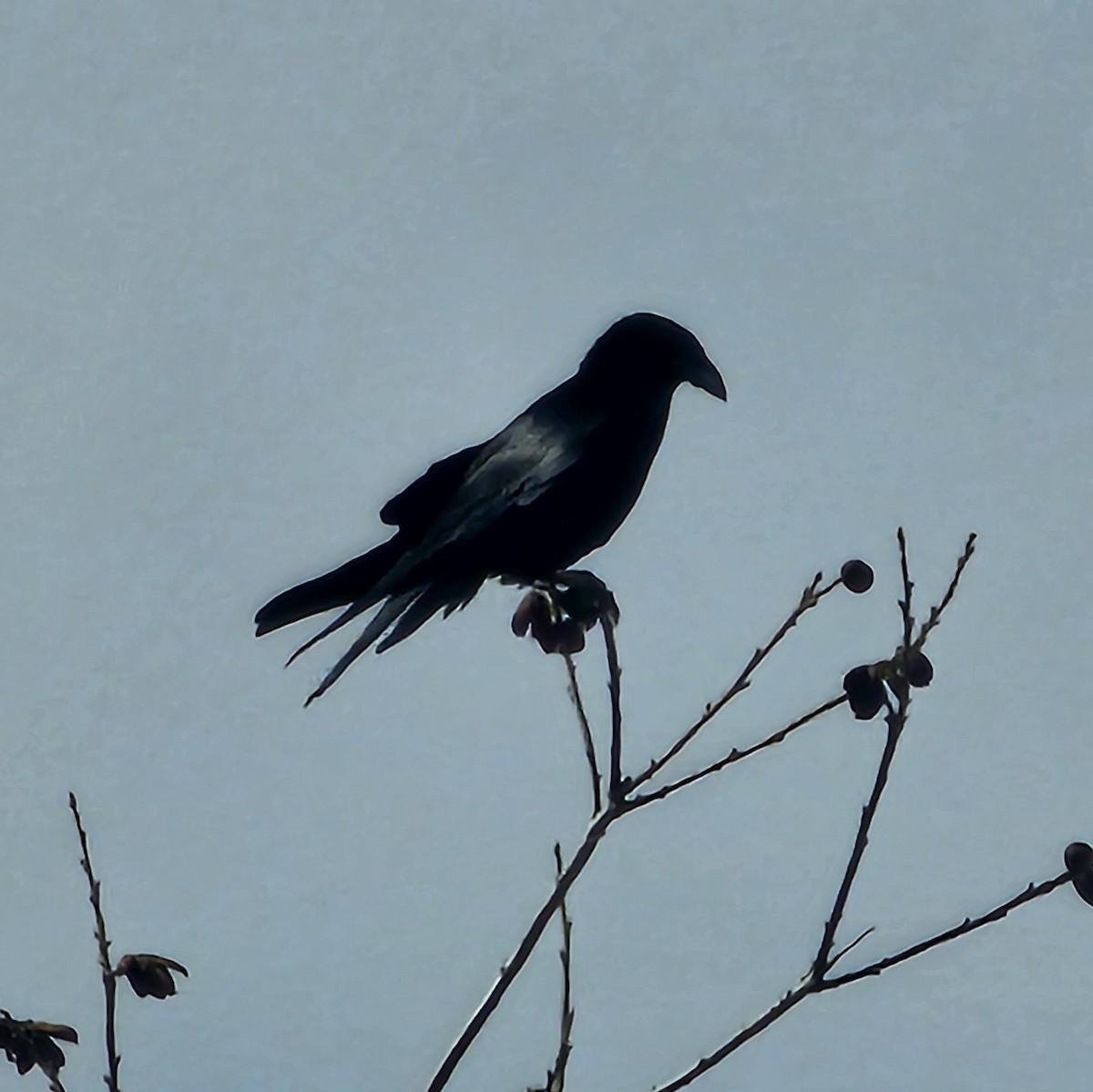 Chihuahuan Raven - ML617594529