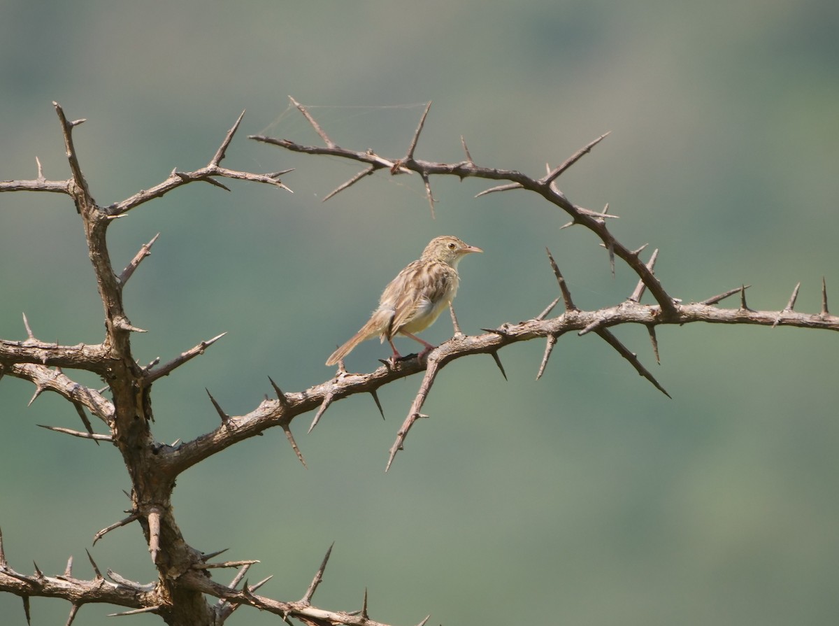 Ashy Cisticola - ML617594629