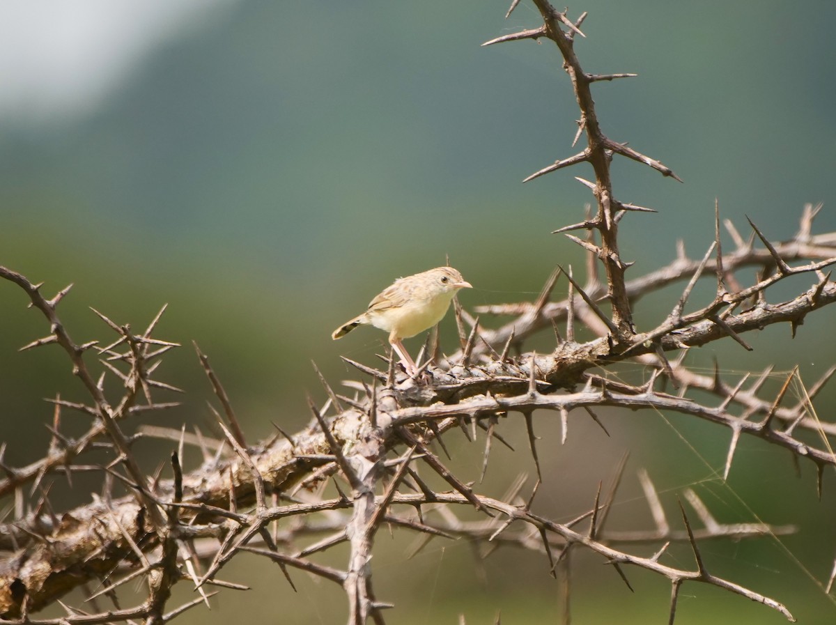 Ashy Cisticola - ML617594631