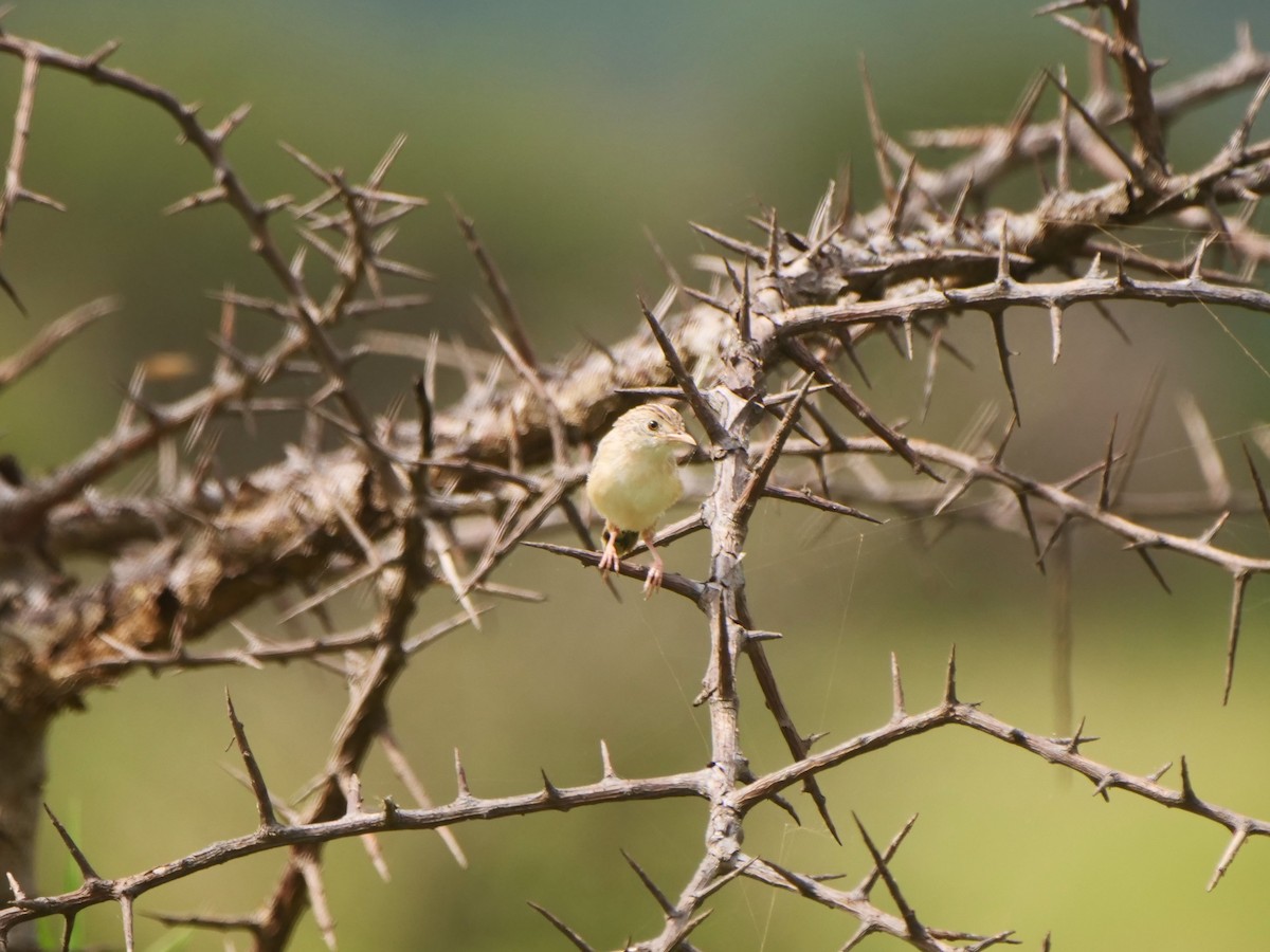 Ashy Cisticola - ML617594632