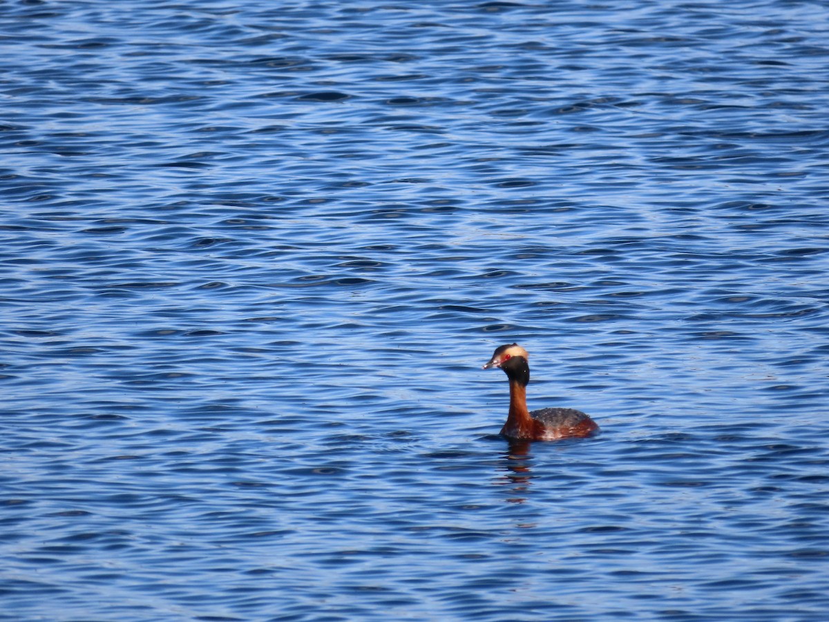 Horned Grebe - ML617594662