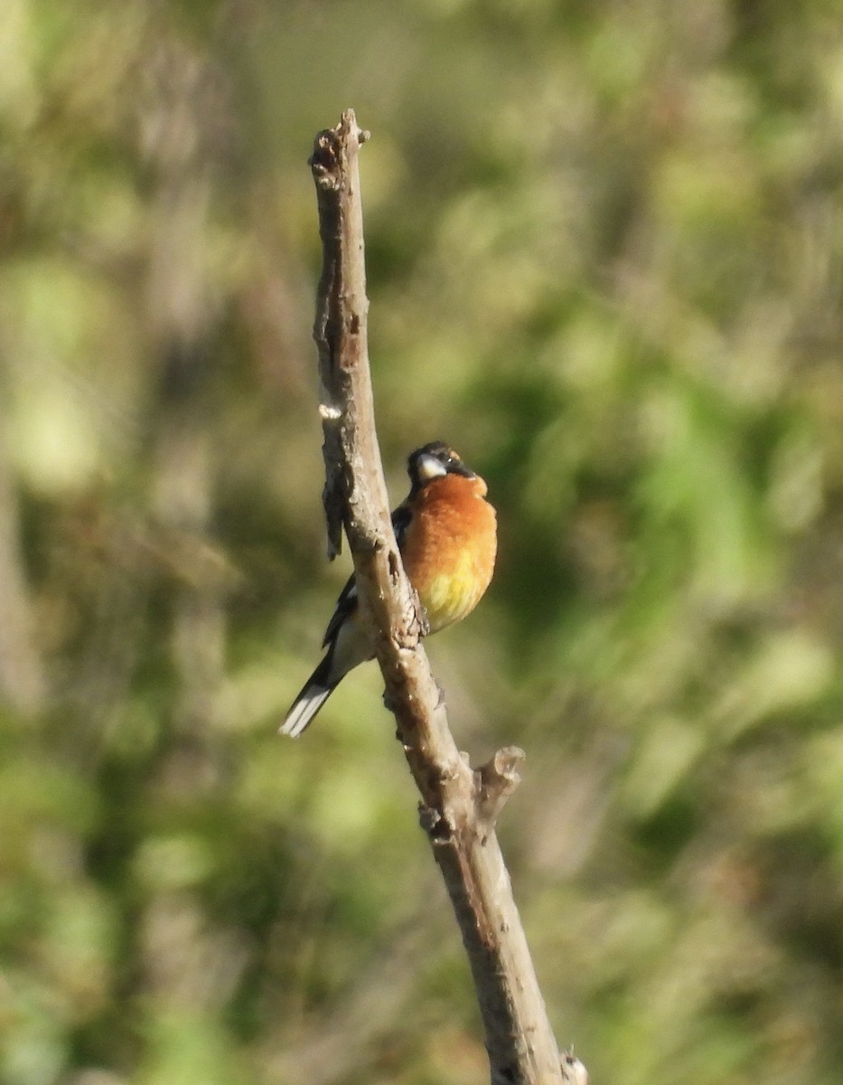 Black-headed Grosbeak - ML617594692