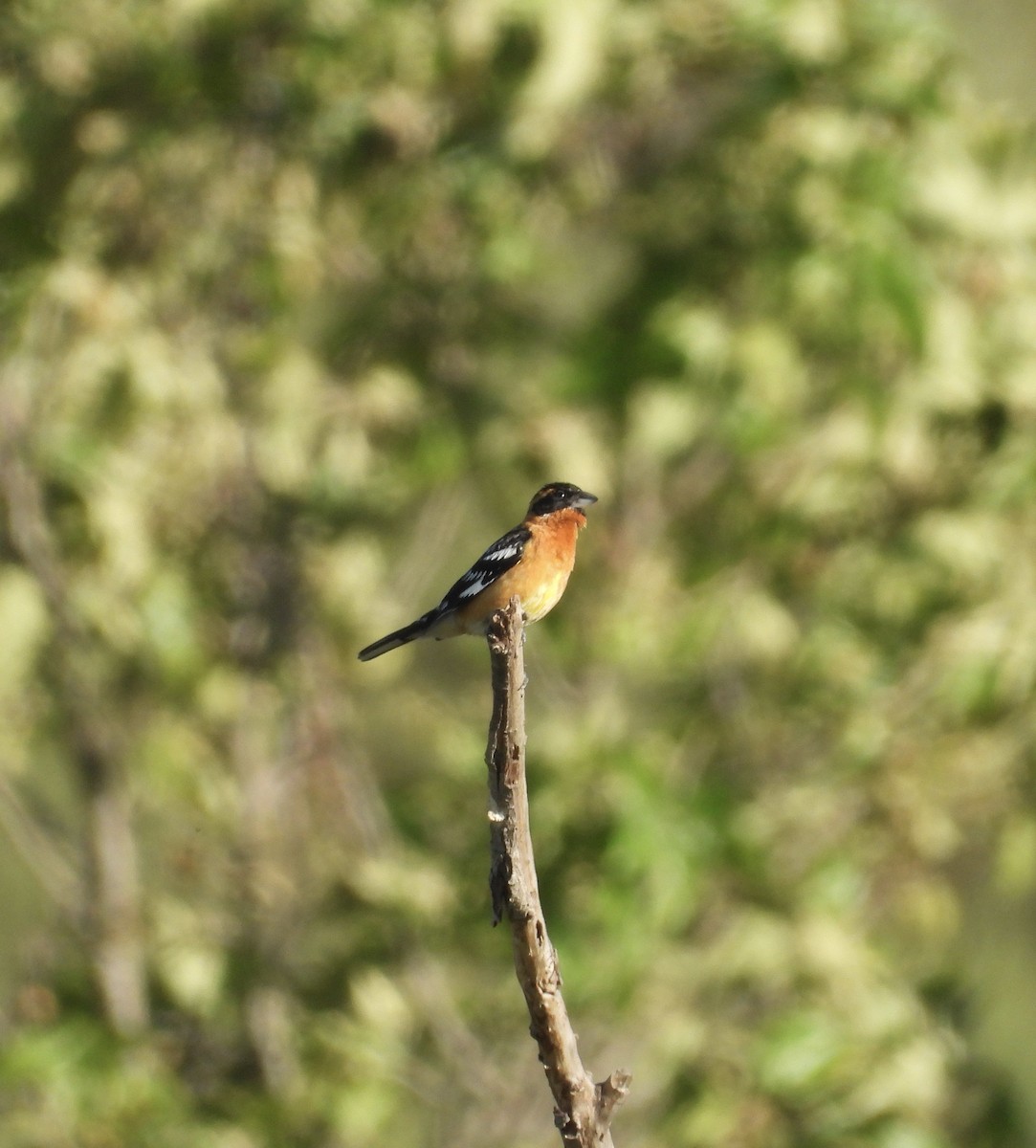 Black-headed Grosbeak - ML617594694