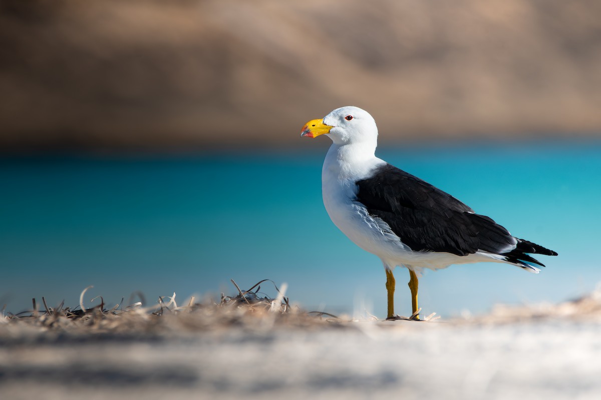 Pacific Gull - ML617594775