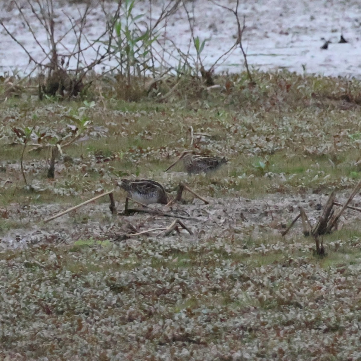 Wilson's Snipe - ML617594792