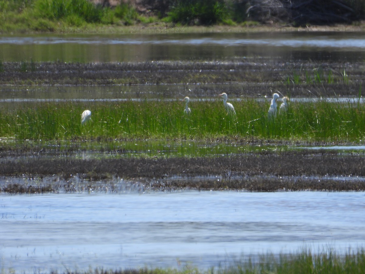 Western Cattle Egret - ML617594820