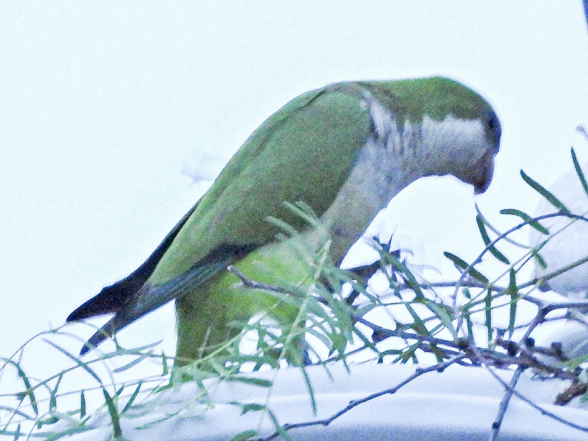 Monk Parakeet - ML617594850