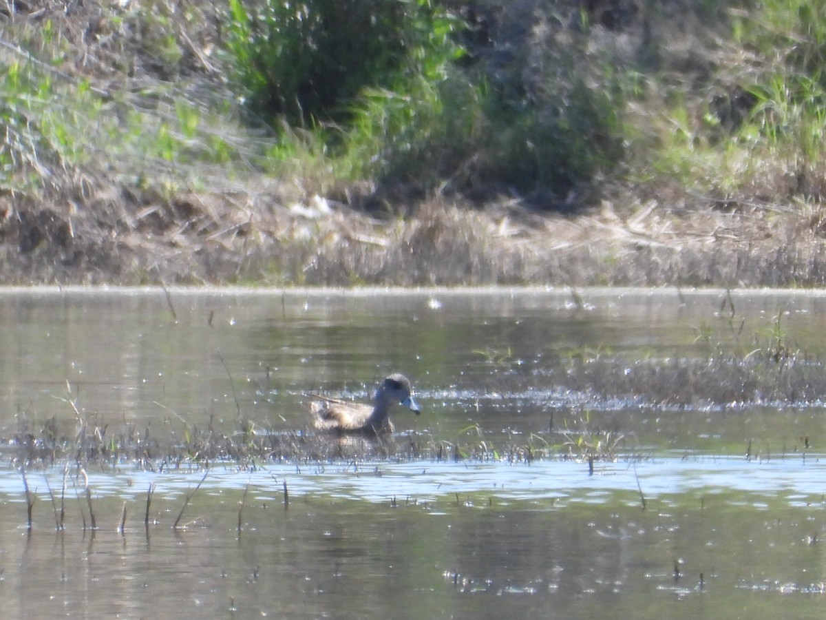 American Wigeon - ML617594860