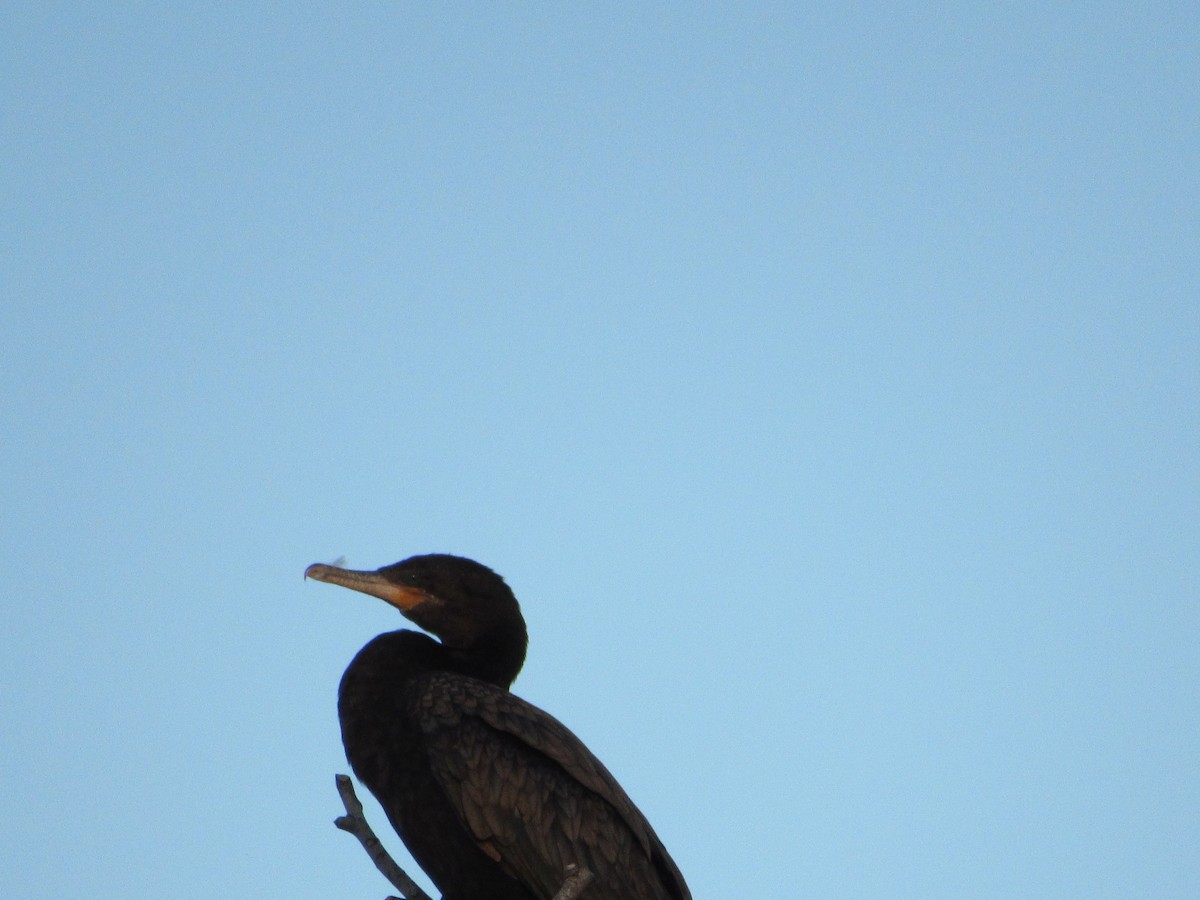 Cormorán Biguá - ML617594877