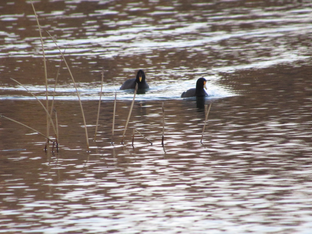 White-winged Coot - ML617594889