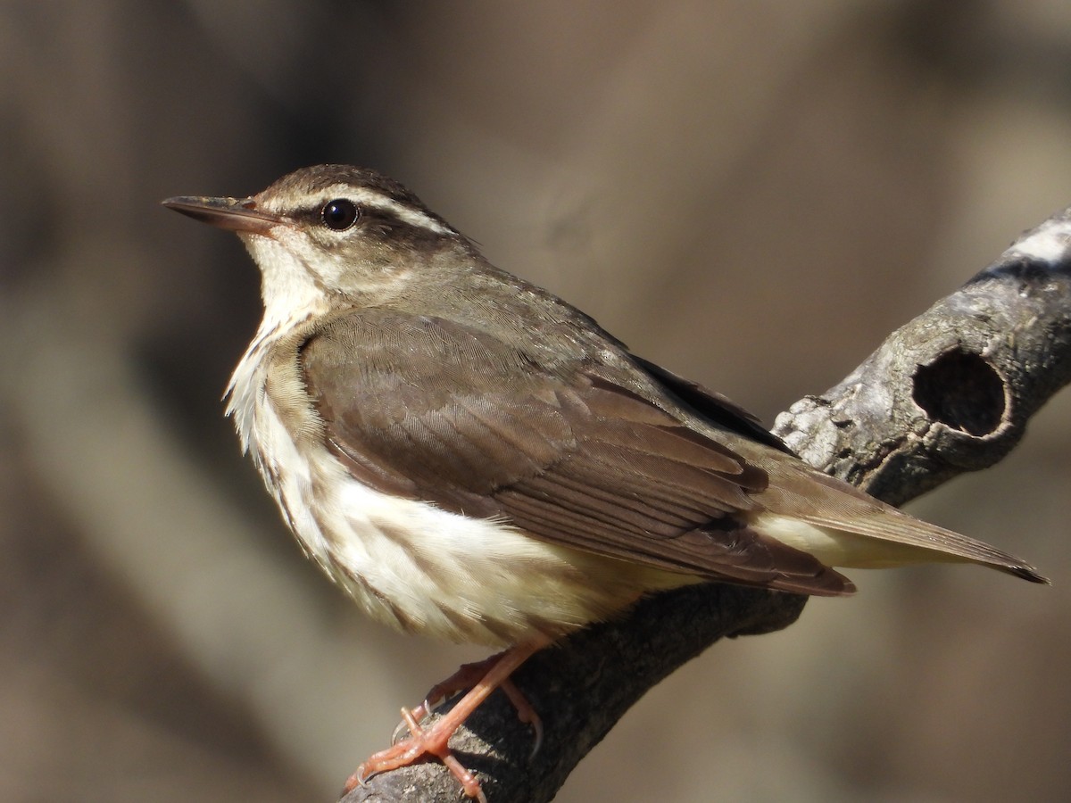 Louisiana Waterthrush - ML617594893