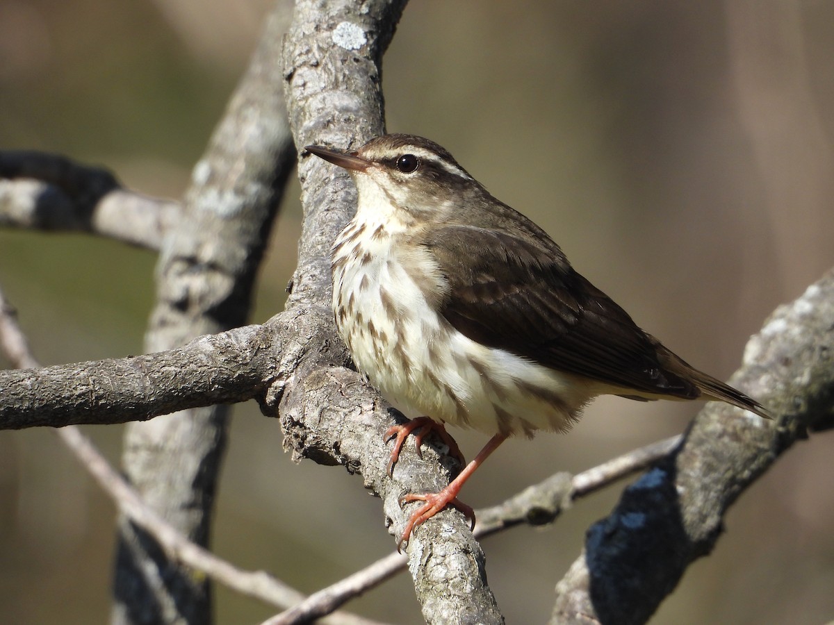 Louisiana Waterthrush - ML617594918