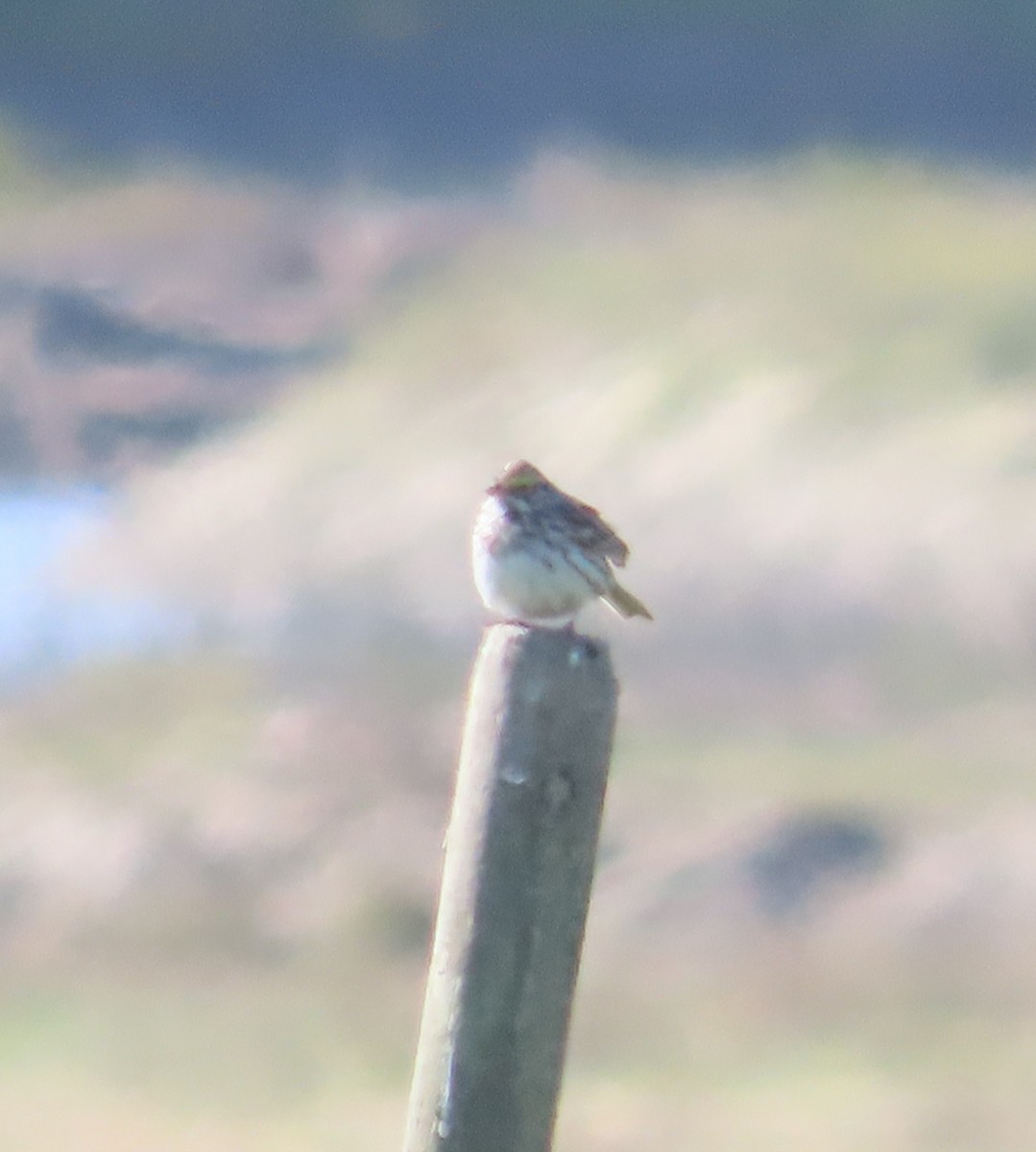 Savannah Sparrow - ML617594922