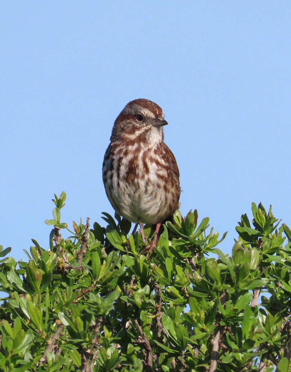 Song Sparrow - ML617594942