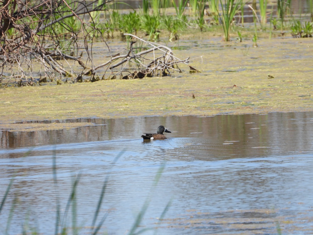 Blue-winged Teal - ML617594954