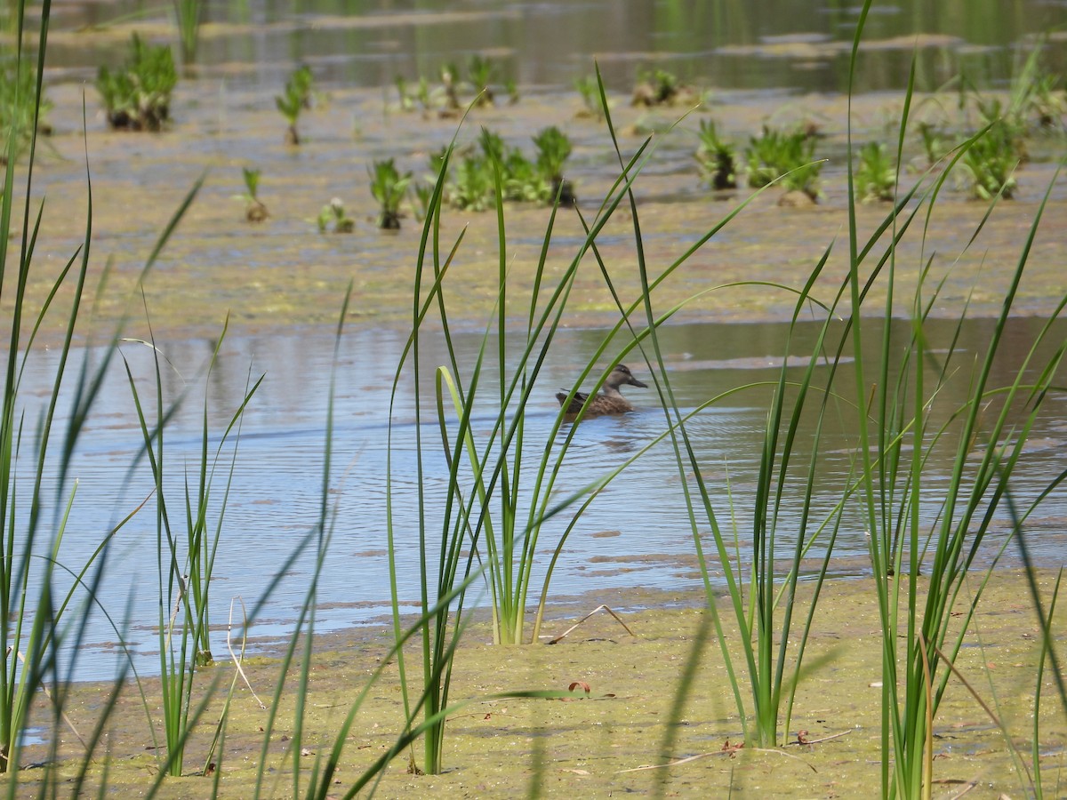 Blue-winged Teal - ML617594955