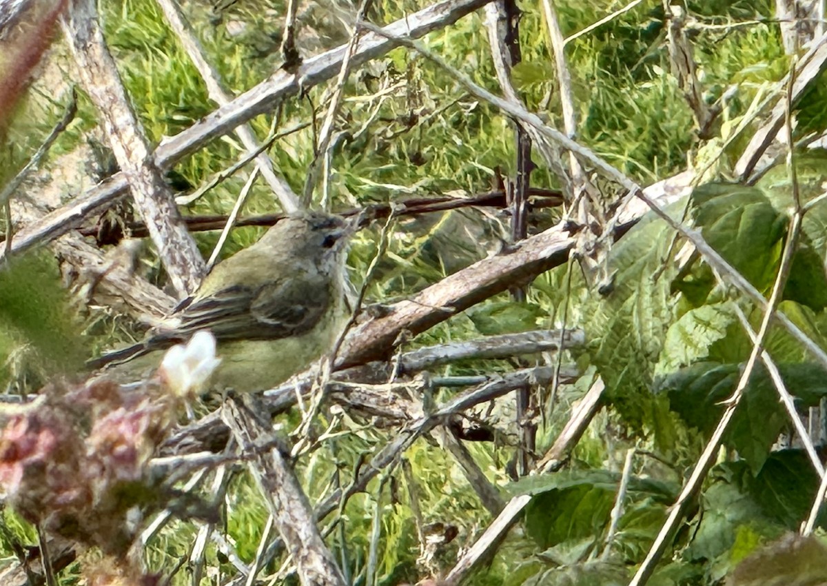 Bell's Vireo - ML617594969